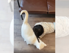 息子がソファから落ちると? 面倒見のよい猫の反応が「尊い…」「うらやましい」