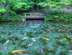 「まるで絵画のように美しかった」 1枚の写真に「なんて幻想的」「見惚れた」