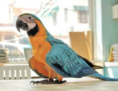 賢すぎるインコ 飼い主に衝撃を与えた『歩き方』がコチラ