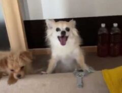 初めての場所に行ったチワワ 帰宅後見せた姿に「人みたい」「胸が苦しい」