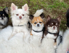 ハイチーズ! 満喫する1匹と対照的な5匹の表情が?「渋い」「人間味を感じる」