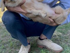 『抱っこされるの下手な犬』 表情に「笑える」「クセになる」