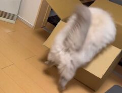 猫の動画に爆笑の嵐 ダンボールに入ろうとする姿に「芸術的な失敗の仕方」