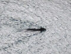 警察「前代未聞の光景」 湖で目にしたのが…「怖すぎる」