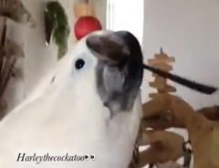 超賢い! 人気のオウム・ハーレー君、スプーンを使って水をゴクゴク