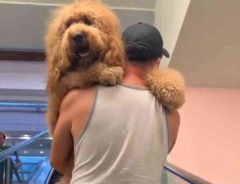 サイズ感がおかしい エスカレーターを怖がる犬 飼い主が抱っこすると