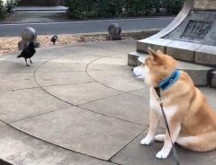 散歩中の『柴犬』に寄って来たカラス、すると次の瞬間?