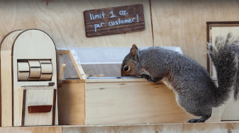 A squirrel at a model buffet in a casino