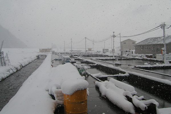高野養魚場 養殖場