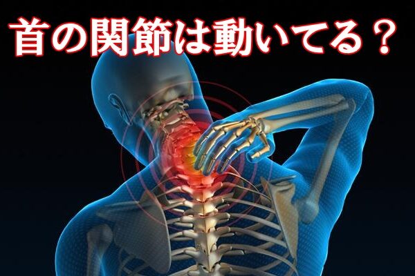 首の関節は動いてる?