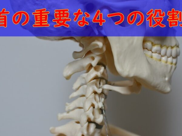 首の重要な4つの役割