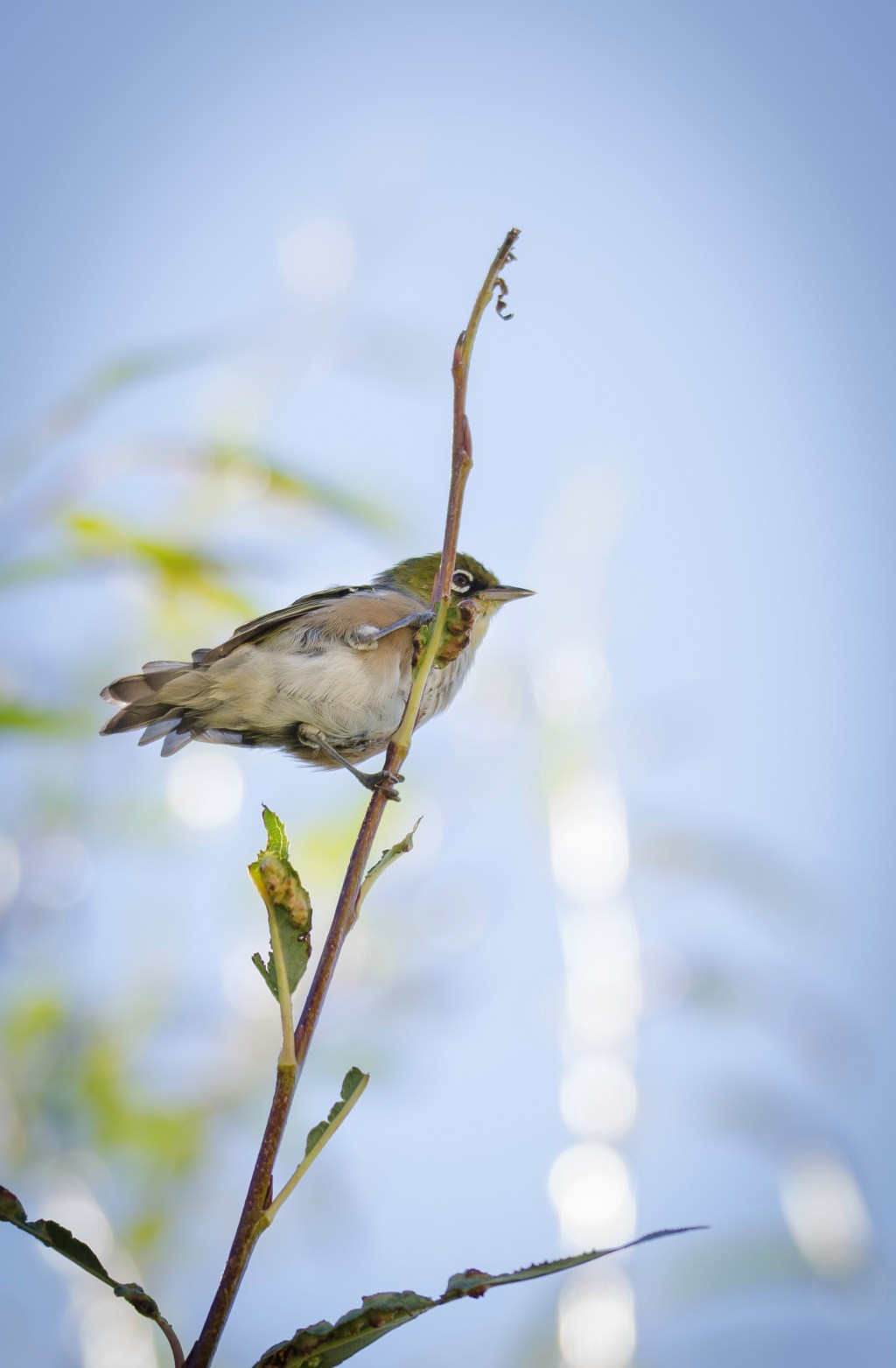 Do pain management programmes really influence “doing” in daily life?