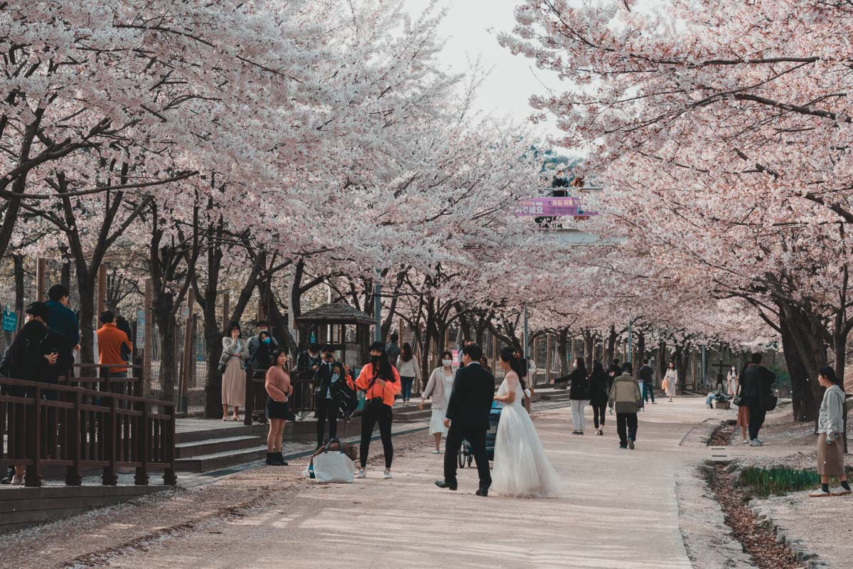 Seoul forest floraison des cerisiers