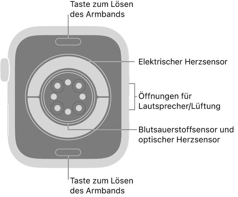 Die Rückseite der Apple Watch Series 11 mit Entriegelungstasten für das Armband oben und unten, elektrischem Herzsensor, optischem Herzsensor und dem Sensor für den Blutsauerstoffgehalt in der Mitte sowie den Lautsprecher-/Lüfteröffnungen an der Seite.