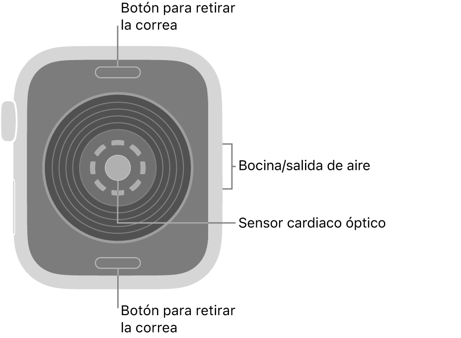 En el reverso del Apple Watch SE 3 se muestran los botones de liberación de correa en la parte superior e inferior; el sensor óptico para medir la frecuencia cardiaca en el centro; y la bocina/ranuras de aire en un lado.