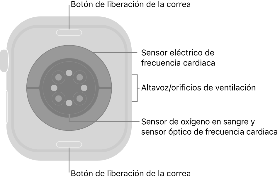 La trasera del Apple Watch Series 10, con los botones de liberación de la correa arriba y abajo, los sensores eléctricos de frecuencia cardiaca, los sensores ópticos de frecuencia cardiaca y los sensores de los niveles de oxígeno en sangre en el medio, y el altavoz/orificios de ventilación en el lateral.