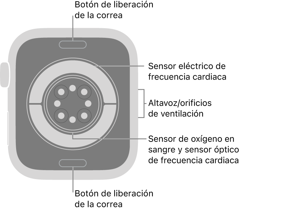 La trasera del Apple Watch Series 11, con los botones de liberación de la correa arriba y abajo, los sensores eléctricos de frecuencia cardiaca, los sensores ópticos de frecuencia cardiaca y los sensores de los niveles de oxígeno en sangre en el medio, y el altavoz/orificios de ventilación en el lateral.