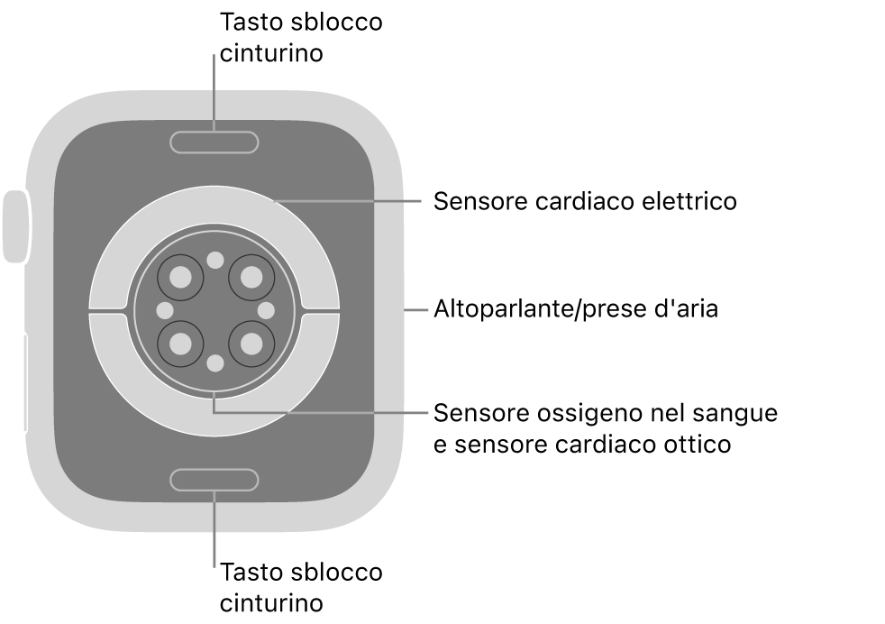 La parte posteriore di Apple Watch Series 9, con i pulsanti di sblocco del cinturino in alto e in basso, i sensori elettrici e quelli ottici per il cuore e i sensori per il livello di ossigeno nel sangue in mezzo, e l’altoparlante e i condotti di ventilazione sul lato.