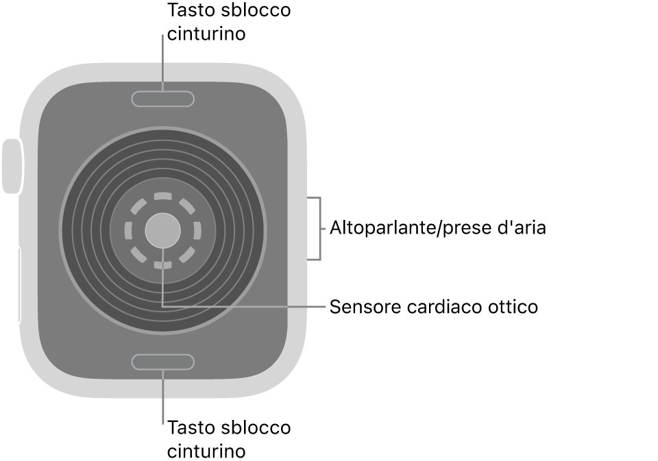 La parte posteriore di Apple Watch SE 3 con i pulsanti di sblocco del cinturino in alto e in basso, il sensore ottico per il cuore in mezzo, e l’altoparlante e i condotti di ventilazione sul lato.