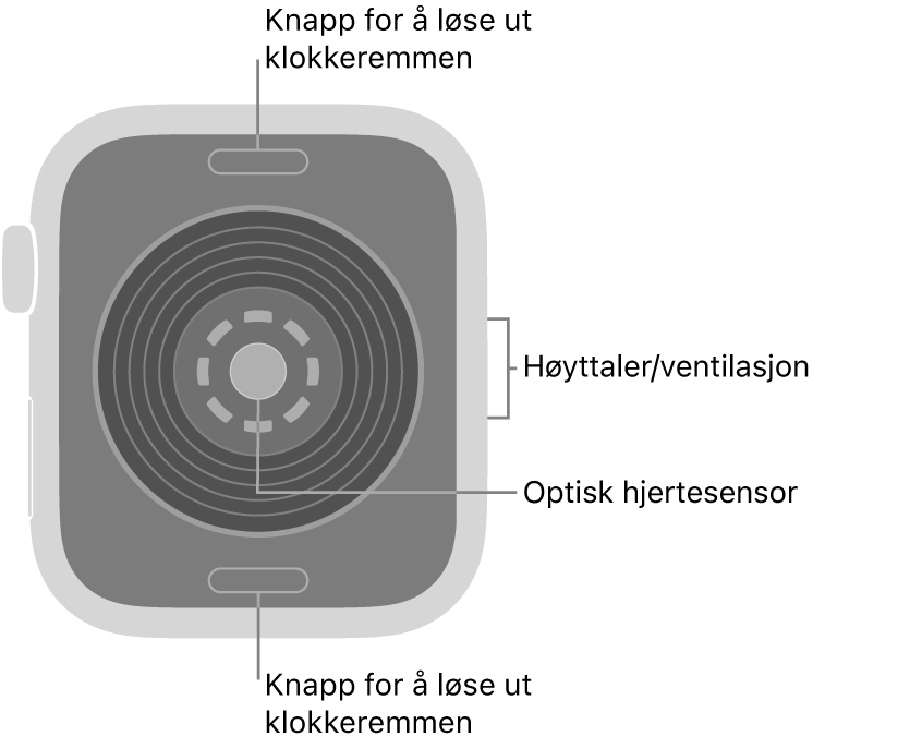 Baksiden av Apple Watch SE 3, med remutløserknappene øverst og nederst, den optiske hjertesensoren i midten og høyttaleren/luftventilene på siden.