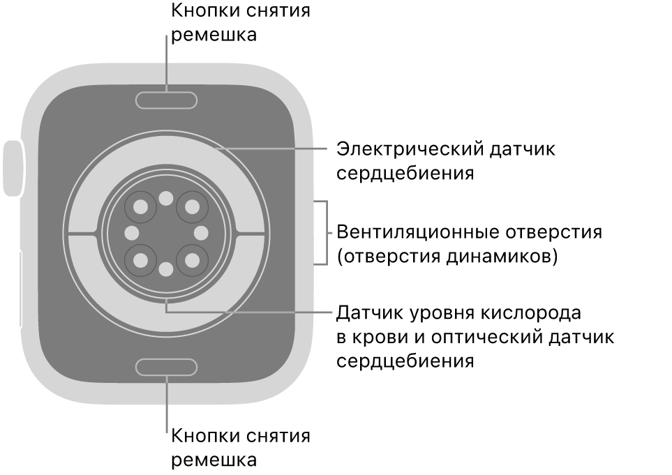 Оборотная сторона Apple Watch Series 11. Вверху и внизу показаны кнопки снятия ремешка. В центре размещены электрические датчики сердечной активности, оптические датчики сердечной активности и датчики уровня кислорода в крови. Сбоку показаны вентиляционные отверстия (отверстия динамиков).