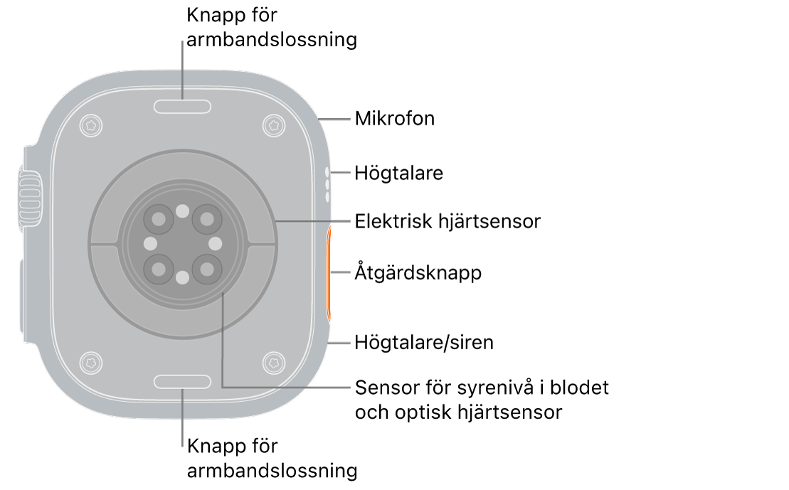 Baksidan på Apple Watch Ultra 3 med knapparna för armbandslossning högst upp och längst ned. På sidan finns en mikrofon, en högtalare, den elektriska hjärtsensorn, snabbknappen, en högtalarport där sirenen sänds ut, sensorer för syrenivå i blodet samt optiska hjärtsensorer.