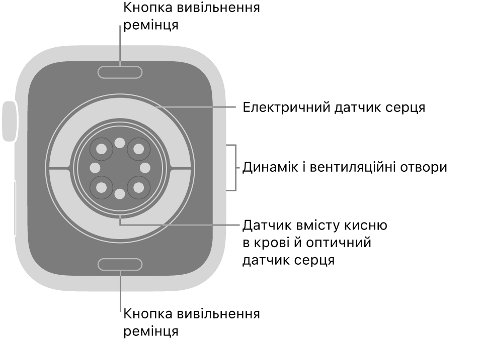 Задня панель Apple Watch Series 11 із кнопками вивільнення ремінця вгорі й унизу, електричними датчиками серцевого ритму, оптичними датчиками серцевого ритму, датчиками рівня кисню в крові посередині, а також динаміком / вентиляційними отворами збоку.