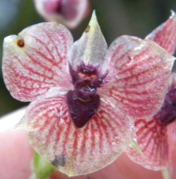 close-up