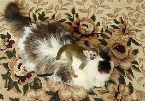 squirrelmonkeyandcat (1)_R