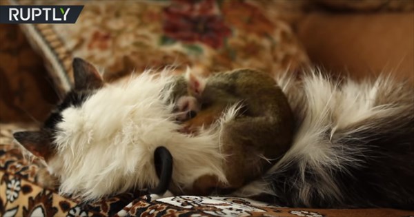 squirrelmonkeyandcat2_R