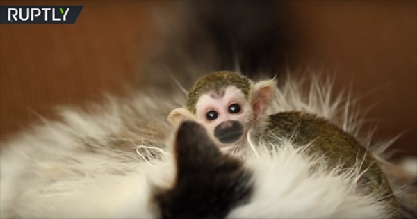 squirrelmonkeyandcat_R