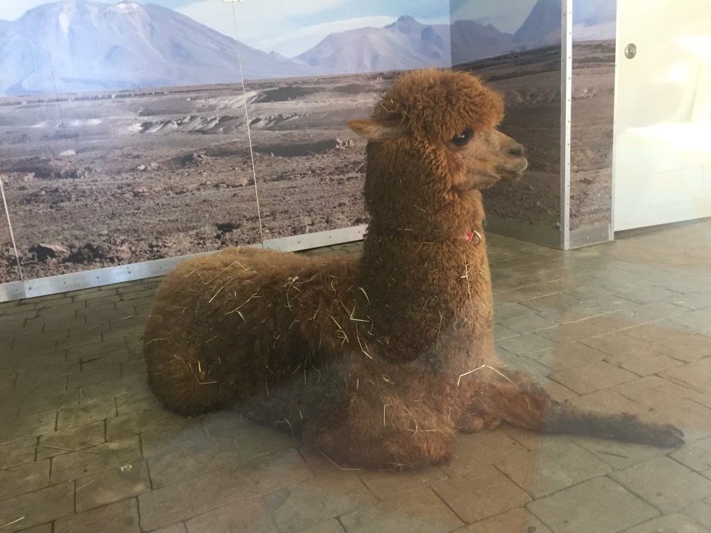 アルパカを横から見た