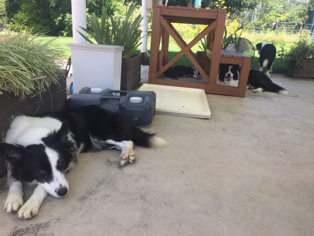 わんわんガーデンの犬