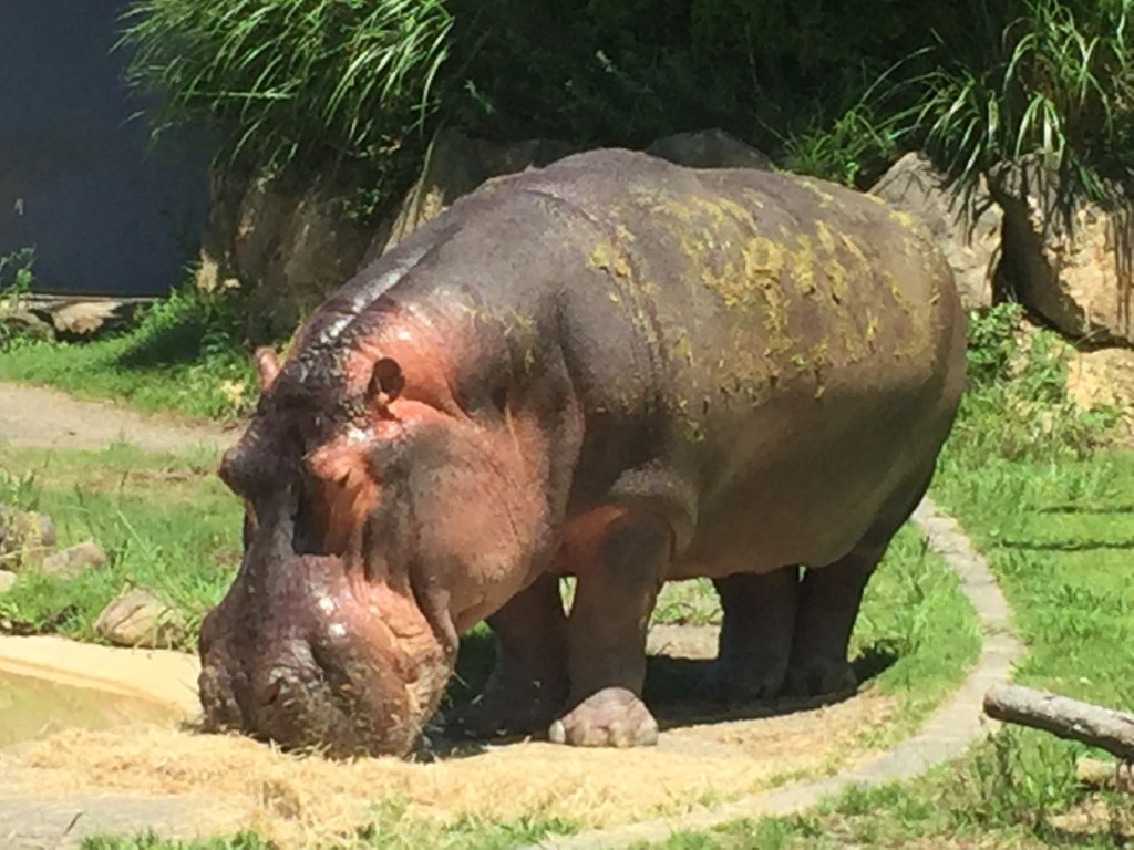 アドベンチャーワールドのカバ