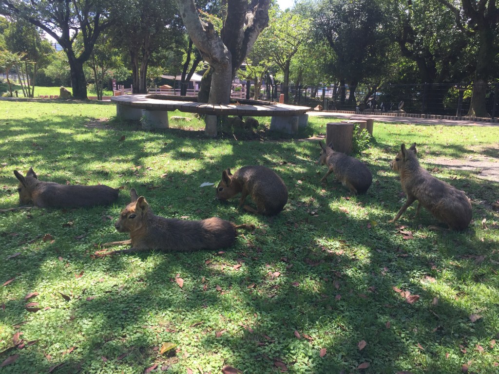 放し飼いの動物