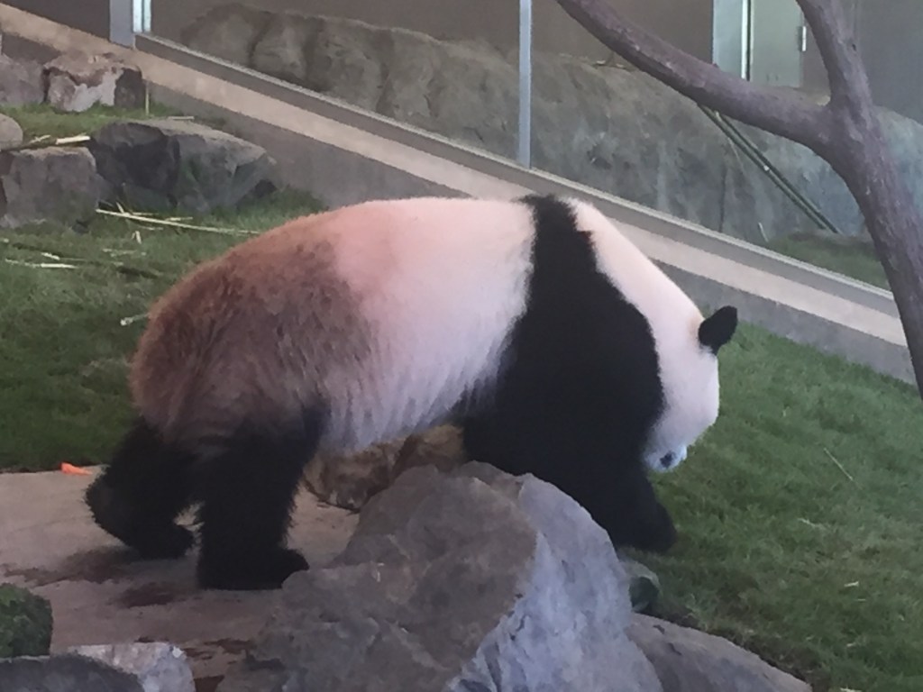 お尻が黒いパンダ