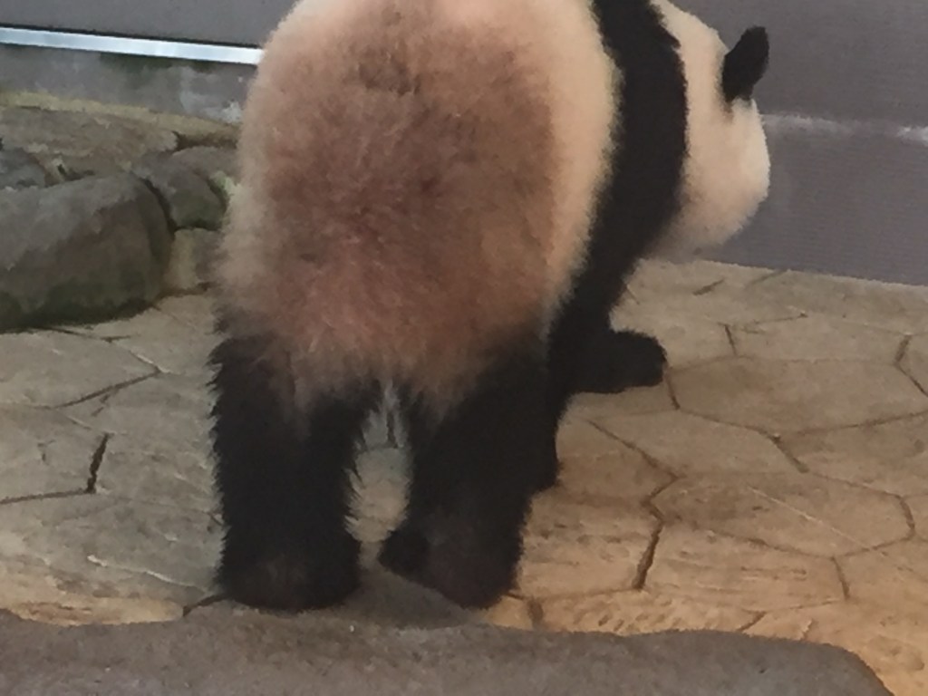尻が汚れたパンダ