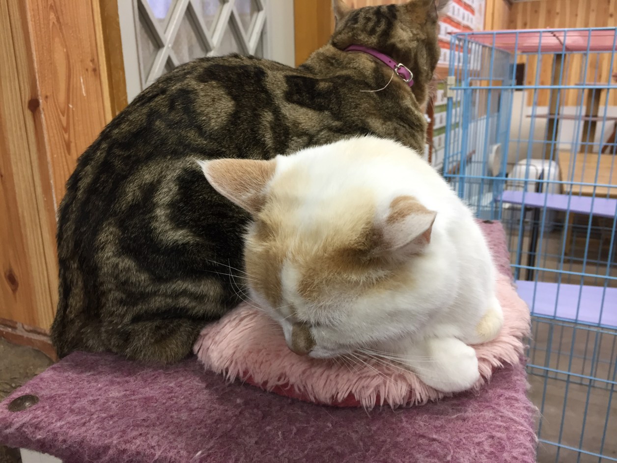 猫が2匹。仲良しです