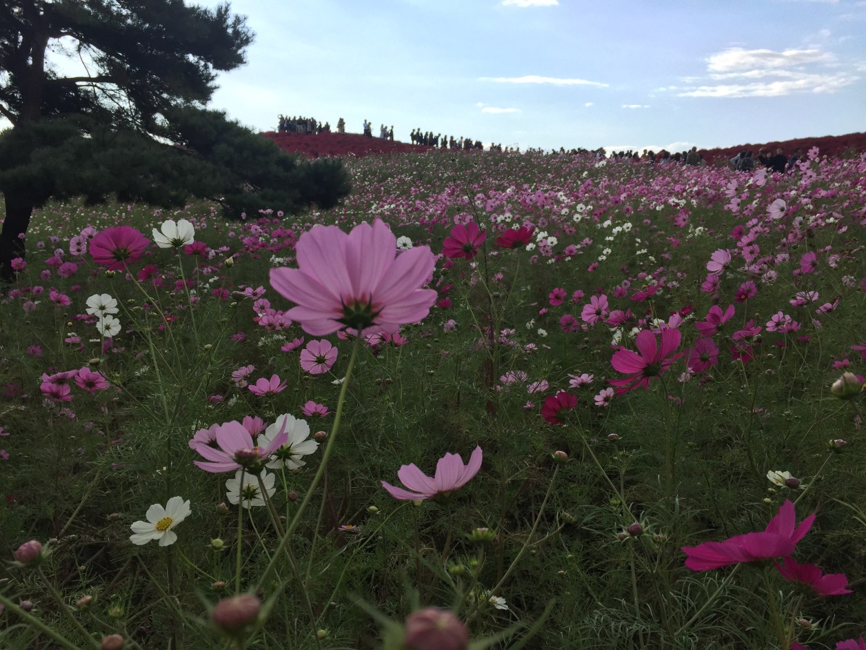 ひたち海浜公園のコスモス