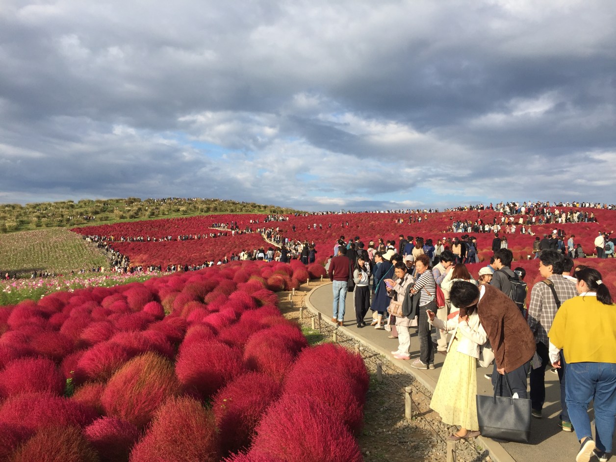 ひたち海浜公園子コキアが見頃。すごい混雑