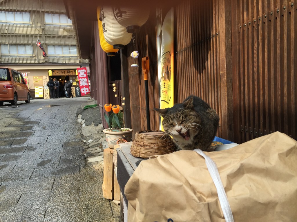 伊香保温泉のかわいいネコ