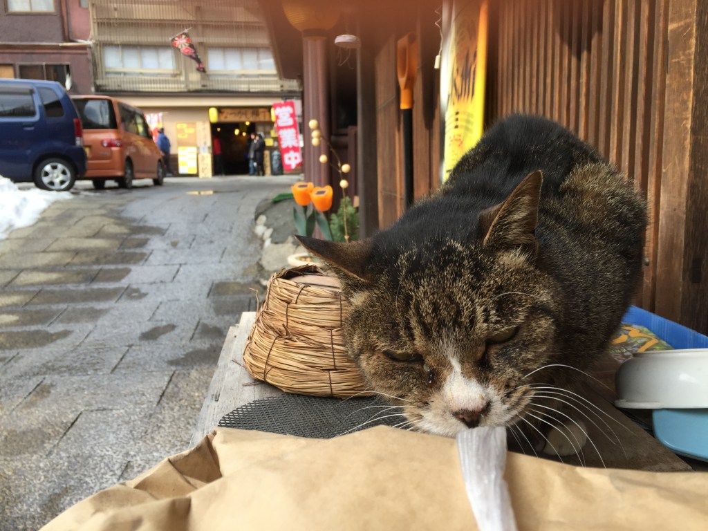 伊香保温泉石段付近で出会ったかわいいネコ