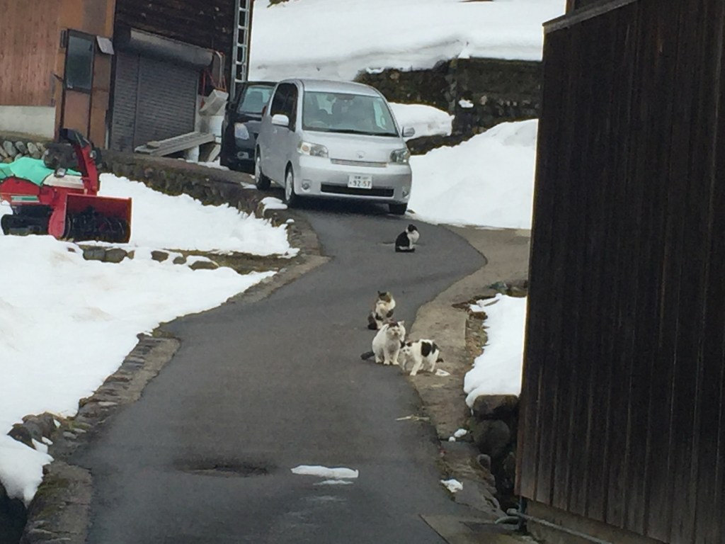 白川郷で出会ったかわいいネコ