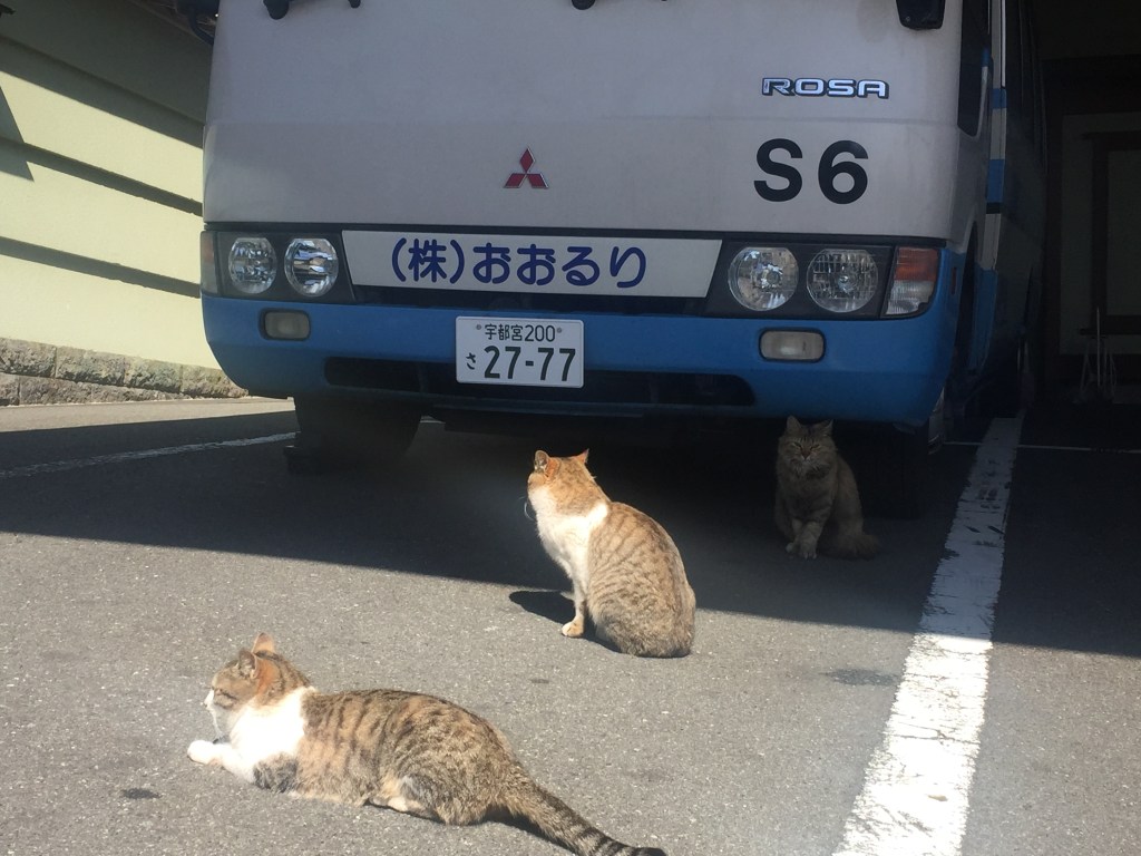 熱川温泉おおるりバスの前の可愛いネコ