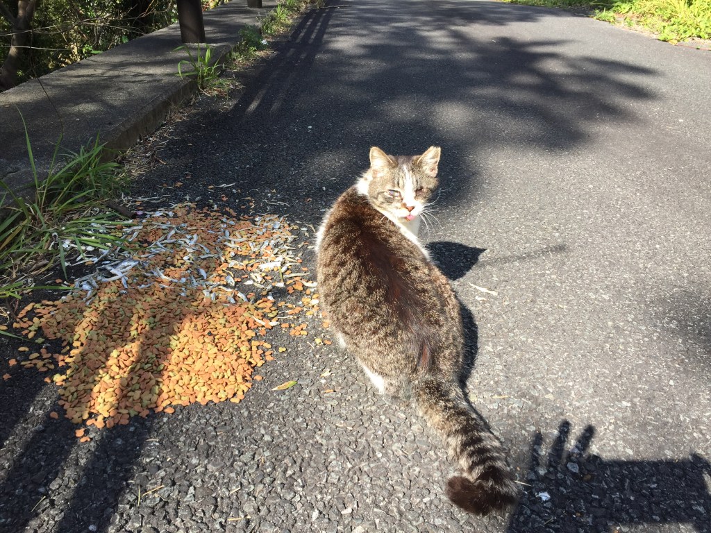 振り返る熱川のサバネコ