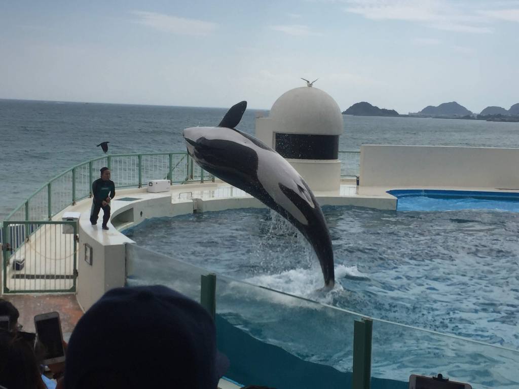 鴨川シーワールドシャチのショー