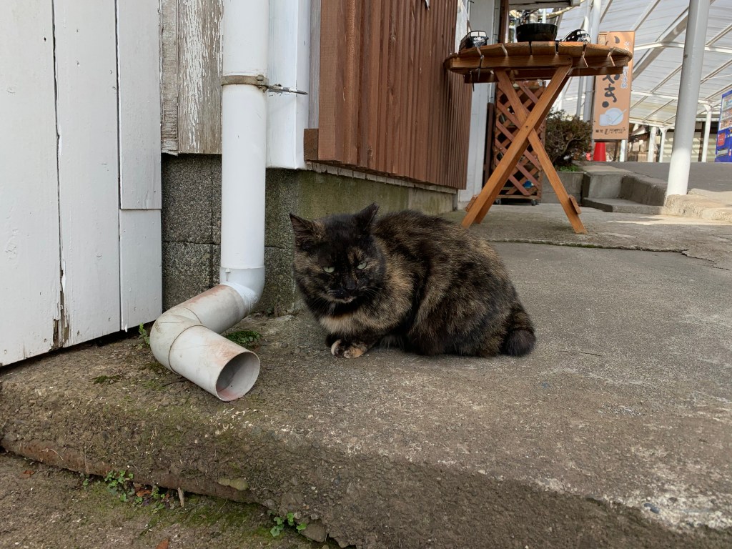 箱根園にいたネコ