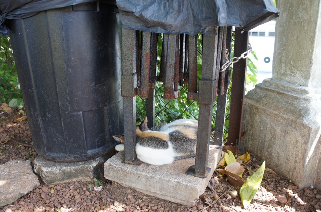 マラッカのネコ