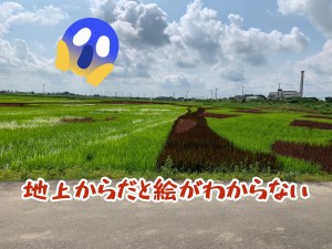 古代蓮の里田んぼアート地上