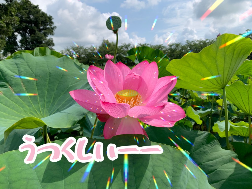 古代蓮の里はす綺麗